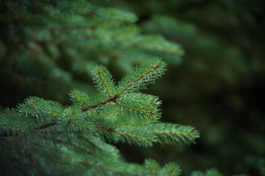 Arka planda güzel çam ağaçları yüksek dağlarda. 