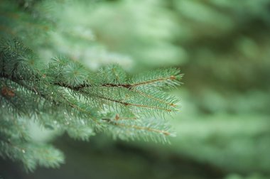 Arka planda güzel çam ağaçları yüksek dağlarda. 
