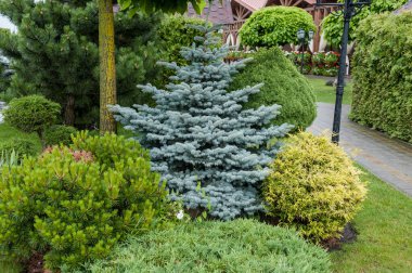 Küçük bahçeler ve benzersiz bitkiler. Peyzaj tasarımı