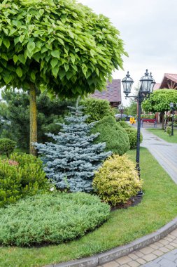 Küçük bahçeler ve benzersiz bitkiler. Peyzaj tasarımı