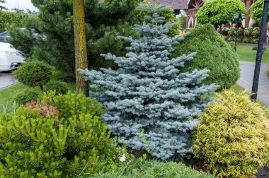Küçük bahçeler ve benzersiz bitkiler. Peyzaj tasarımı