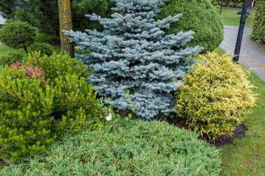 Küçük bahçeler ve benzersiz bitkiler. Peyzaj tasarımı
