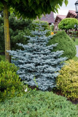 Küçük bahçeler ve benzersiz bitkiler. Peyzaj tasarımı