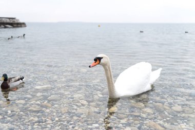 İtalya 'da güzel bir alp gölünde güzel beyaz bir kuğu