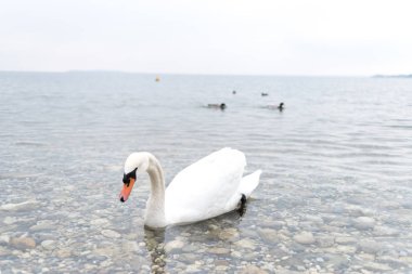 İtalya 'da güzel bir alp gölünde güzel beyaz bir kuğu