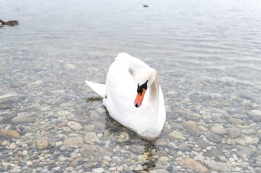İtalya 'da güzel bir alp gölünde güzel beyaz bir kuğu