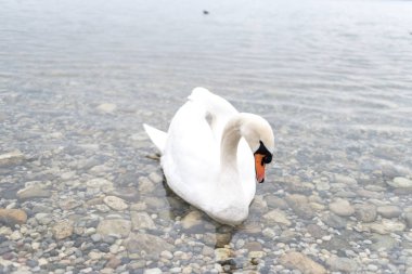 İtalya 'da güzel bir alp gölünde güzel beyaz bir kuğu