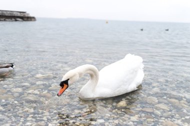 İtalya 'da güzel bir alp gölünde güzel beyaz bir kuğu