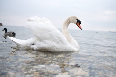 İtalya 'da güzel bir alp gölünde güzel beyaz bir kuğu