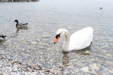 İtalya 'da güzel bir alp gölünde güzel beyaz bir kuğu