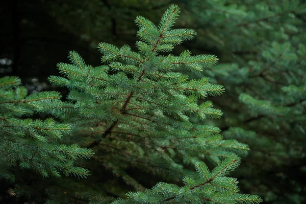 Prachtige Dennenbomen Achtergrond Hoge Bergen — Stockfoto