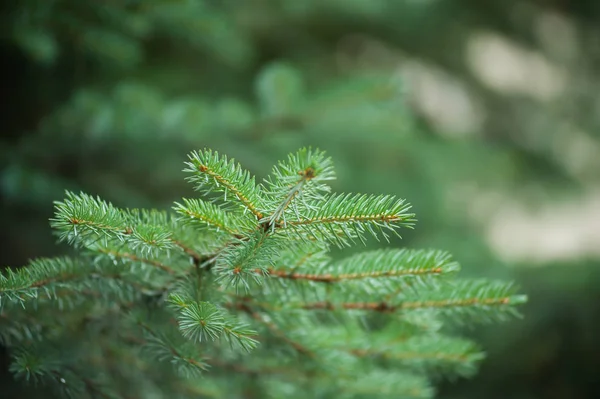Arka planda güzel çam ağaçları yüksek dağlarda. 