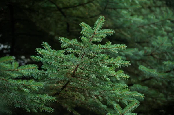 Prachtige Dennenbomen Achtergrond Hoge Bergen — Stockfoto