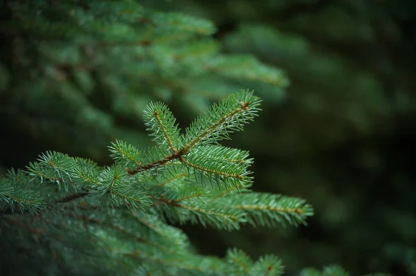 Arka planda güzel çam ağaçları yüksek dağlarda. 