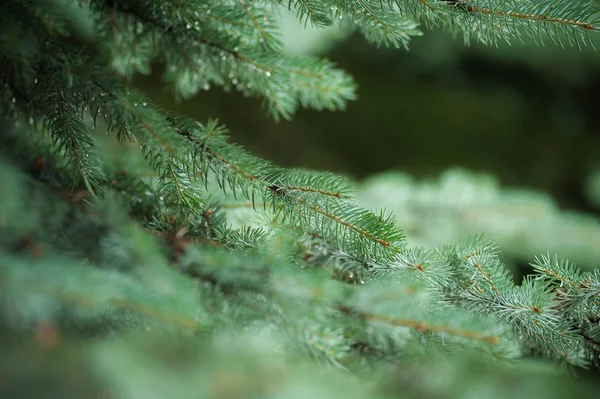 Arka planda güzel çam ağaçları yüksek dağlarda. 