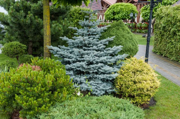 Küçük bahçeler ve benzersiz bitkiler. Peyzaj tasarımı