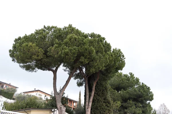 Evin ortasında yeşil bir ağacın güzel bir görüntüsü.