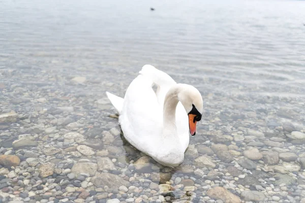 İtalya 'da güzel bir alp gölünde güzel beyaz bir kuğu