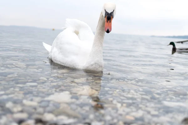 Белый Лебедь Красивом Озере Италии — стоковое фото
