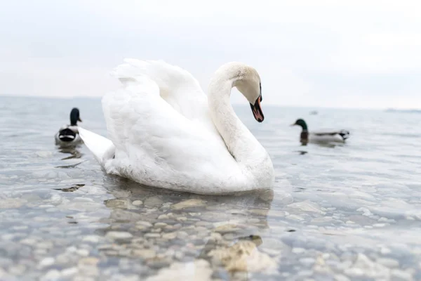 Beautiful White Swan Beautiful Alpine Lake Italy - Stock-foto