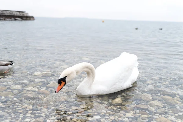 İtalya 'da güzel bir alp gölünde güzel beyaz bir kuğu