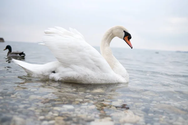 Белый Лебедь Красивом Озере Италии — стоковое фото