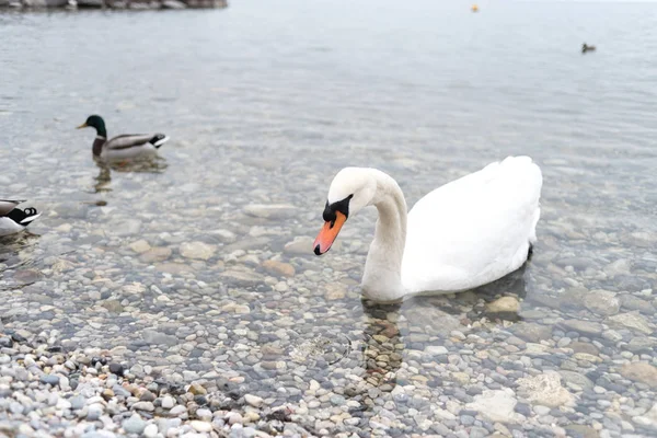 İtalya 'da güzel bir alp gölünde güzel beyaz bir kuğu
