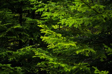 Arka planda güzel çam ağaçları yüksek dağlarda. 