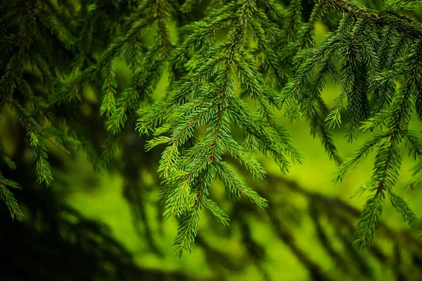 Prachtige Dennenbomen Achtergrond Hoge Bergen — Stockfoto