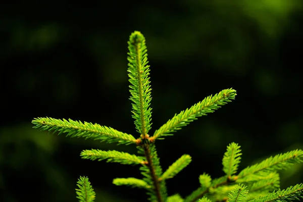 高山背景下美丽的松树 — 图库照片