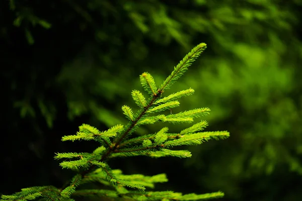 Beautiful Pine Trees Background High Mountains — Stock Photo, Image