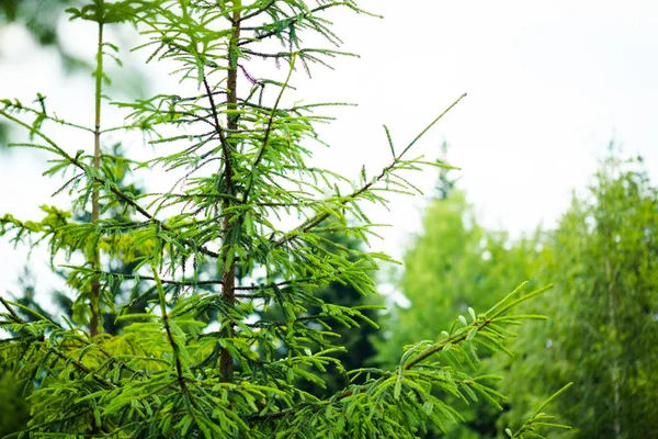 高山背景下美丽的松树 — 图库照片