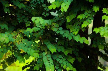 Yeşil yapraklı arka plan. Doğal yaz.