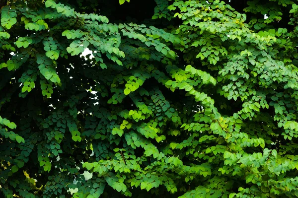 緑の木の葉の背景 — ストック写真