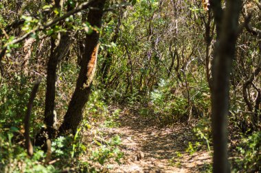 Karadağ'ın güzel deniz manzarası