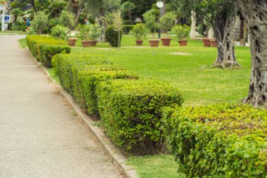 Şehirdeki yeşil park