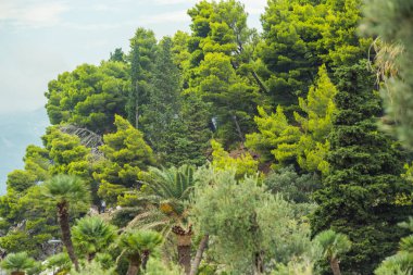 Dağlardaki ormanın havadan görünüşü