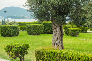 Yeşil ağaçları ve bitkileri olan güzel bir bahçe.