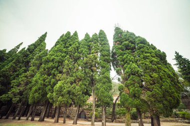 Parktaki yeşil ağaçlar