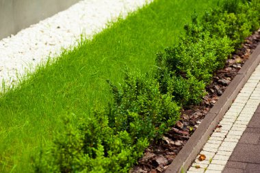 Bahçedeki yeşil çimenler