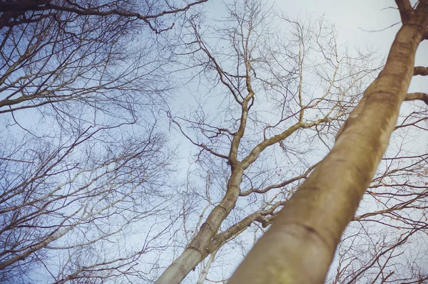 Tree Branches Forest — Stock Photo, Image