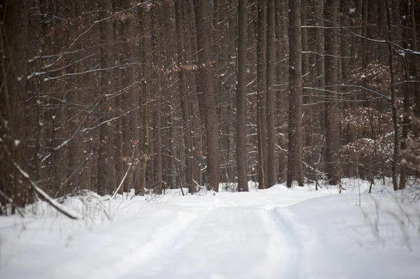 Floresta Inverno Neve — Fotografia de Stock