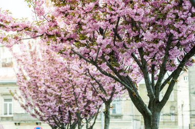 Kiraz çiçeği cins Prunus, özellikle Japon cherry, sakura Japon sonra denir Prunus serrulata birkaç ağaç bir çiçektir