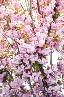 Kiraz çiçeği cins Prunus, özellikle Japon cherry, sakura Japon sonra denir Prunus serrulata birkaç ağaç bir çiçektir