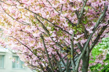 Kiraz çiçeği cins Prunus, özellikle Japon cherry, sakura Japon sonra denir Prunus serrulata birkaç ağaç bir çiçektir