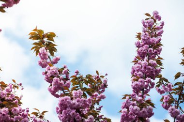 Kiraz çiçeği cins Prunus, özellikle Japon cherry, sakura Japon sonra denir Prunus serrulata birkaç ağaç bir çiçektir