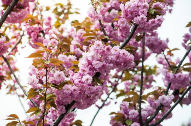 Kiraz çiçeği cins Prunus, özellikle Japon cherry, sakura Japon sonra denir Prunus serrulata birkaç ağaç bir çiçektir