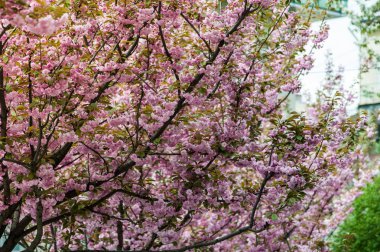 Kiraz çiçeği cins Prunus, özellikle Japon cherry, sakura Japon sonra denir Prunus serrulata birkaç ağaç bir çiçektir