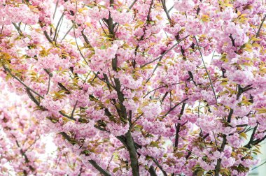 Kiraz çiçeği cins Prunus, özellikle Japon cherry, sakura Japon sonra denir Prunus serrulata birkaç ağaç bir çiçektir