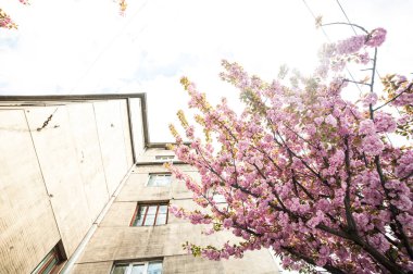 Kiraz çiçeği cins Prunus, özellikle Japon cherry, sakura Japon sonra denir Prunus serrulata birkaç ağaç bir çiçektir
